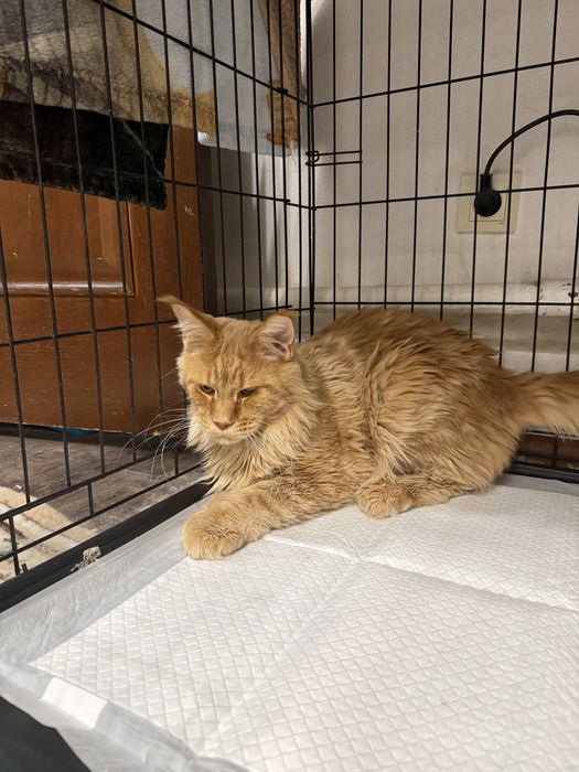 Продам кота Мейн-Куна