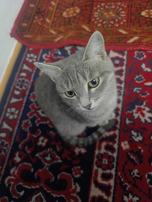 Кошка отдаю в хорошие руки