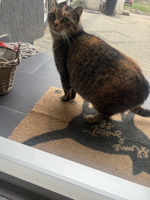 Donez pisica sterizilata fetita