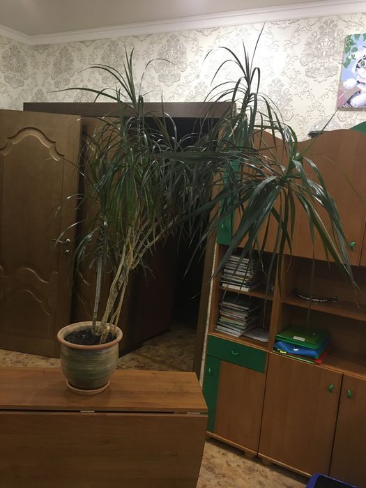 Продам комнатные цветы