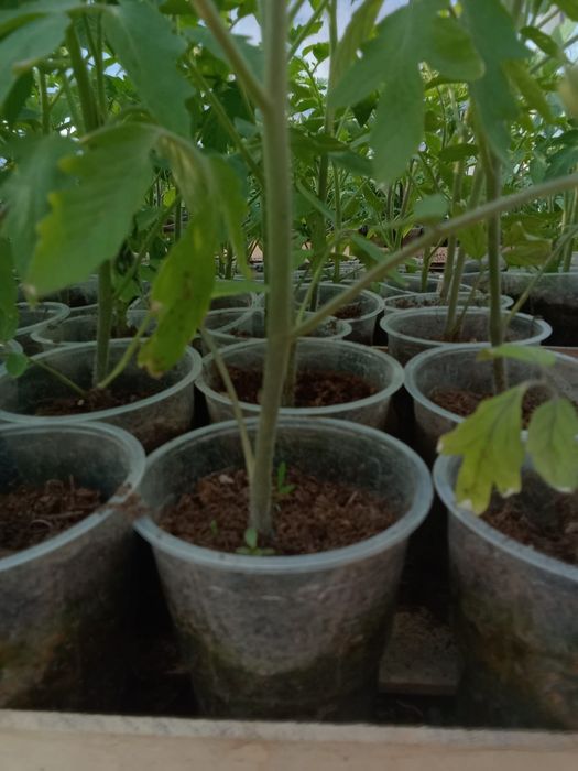 Рассада томата (помидор).