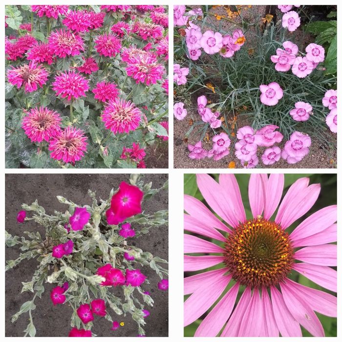 Цветы садовые „уличные”