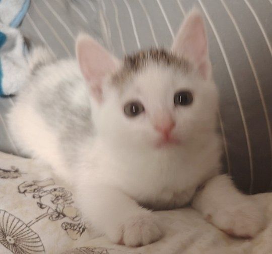 Отдам даром котёнка 2 месяца