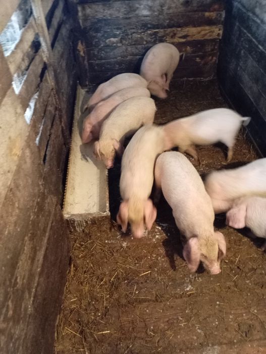Продам поросят 2 м
