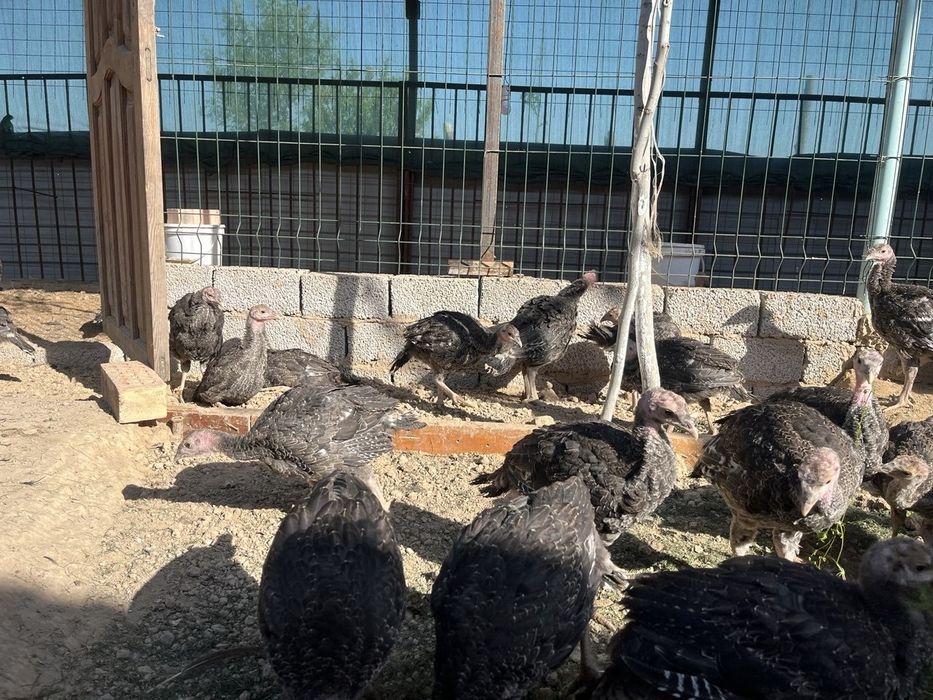 Bronze 708 kurka sotiladi