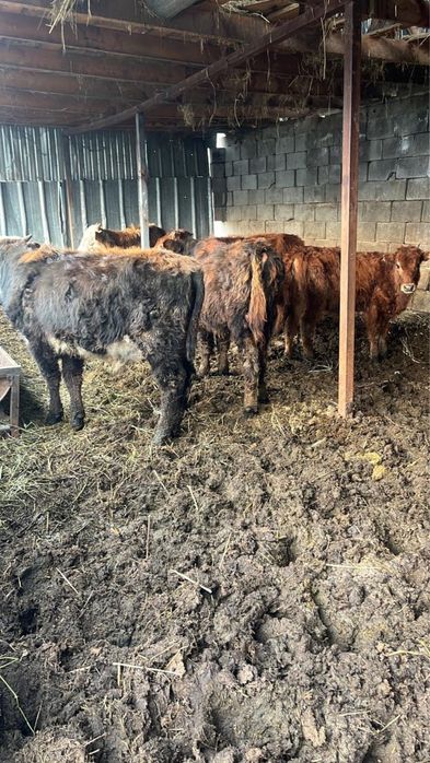 5 бас бұқа 2 бас тай сатылады