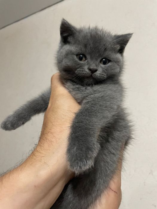 British shorthair