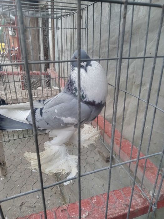 Vind porumbei ornament tineret și maturi