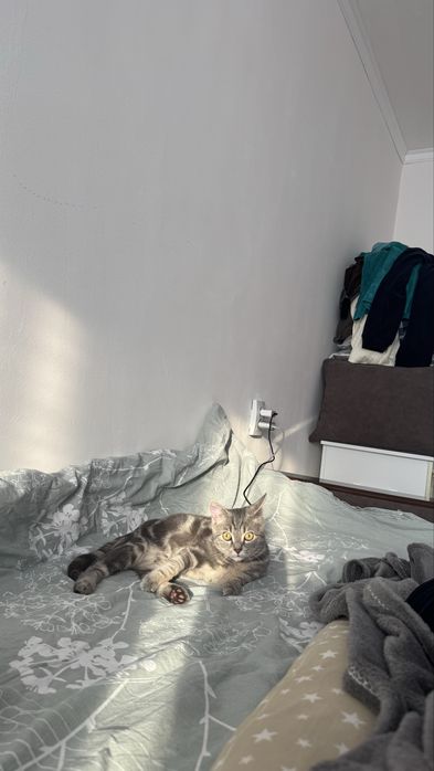 Котенок скоттиш 5 мес