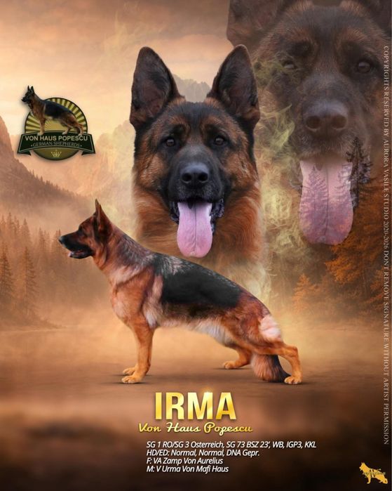Femela ciobanesc german cu pedigree TOP