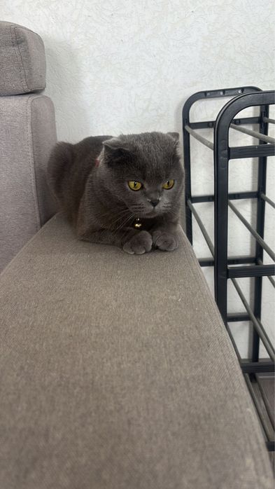 Отдам даром кошку