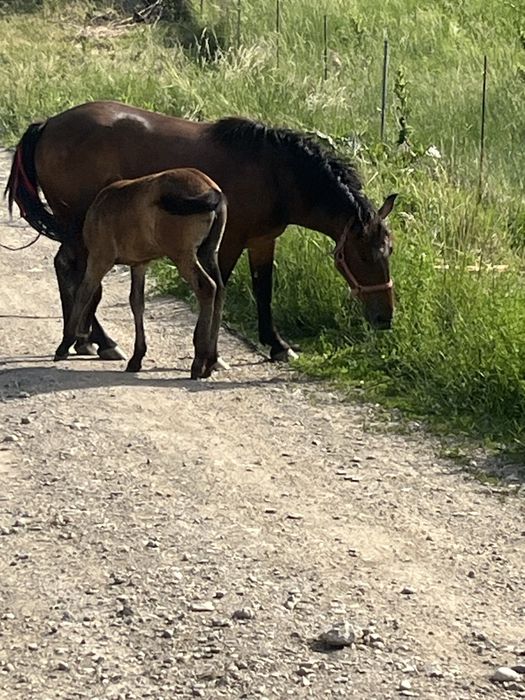 Vand iapa de 2 ani jumate cu manzuta langa ia