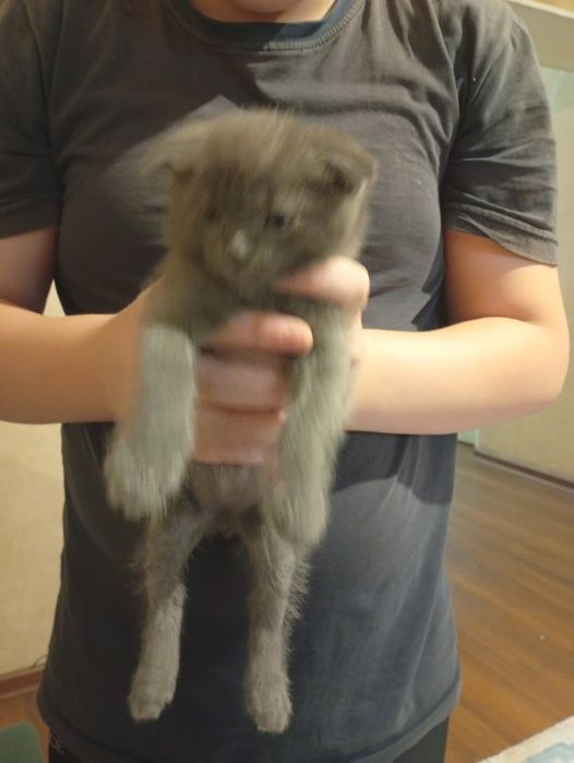 Котятка в добрые руки
