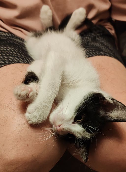 Котенок. Мальчик. 2 мес.