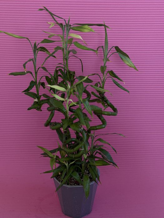 Комнатный Бамбук,Драцена Сандера