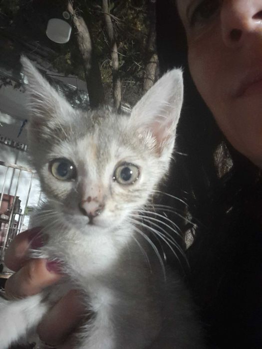 Ofer spre adoptie doua pisicut adorabile de doya luni jumate.