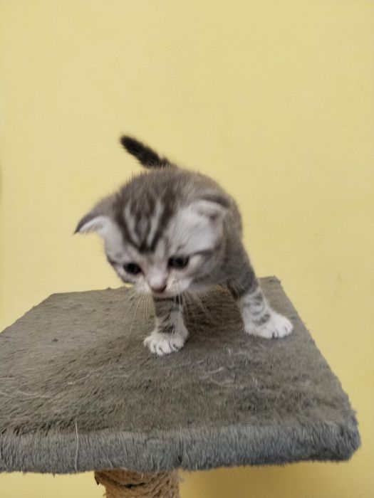 Котята на продажу