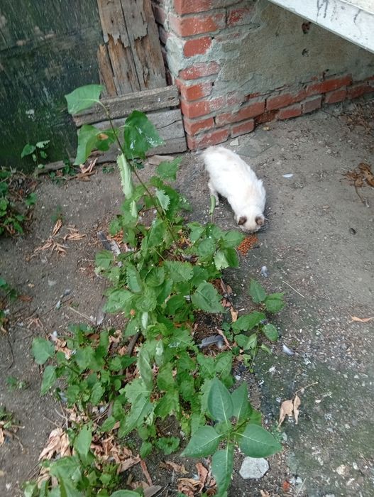 Котик_голубоглазка