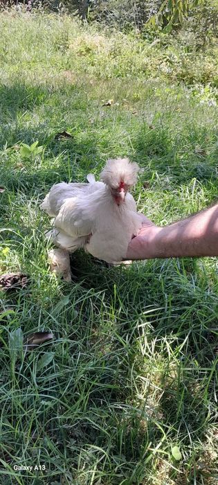 Zoti kars yapon tovuĝi