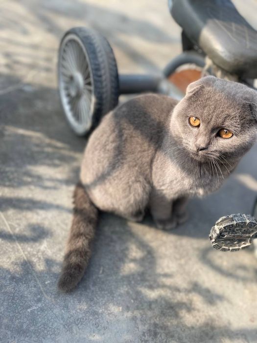 Скоттиш фолд Сотилади Срочно