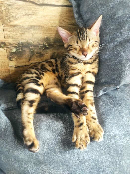 Котята породы Бенгал