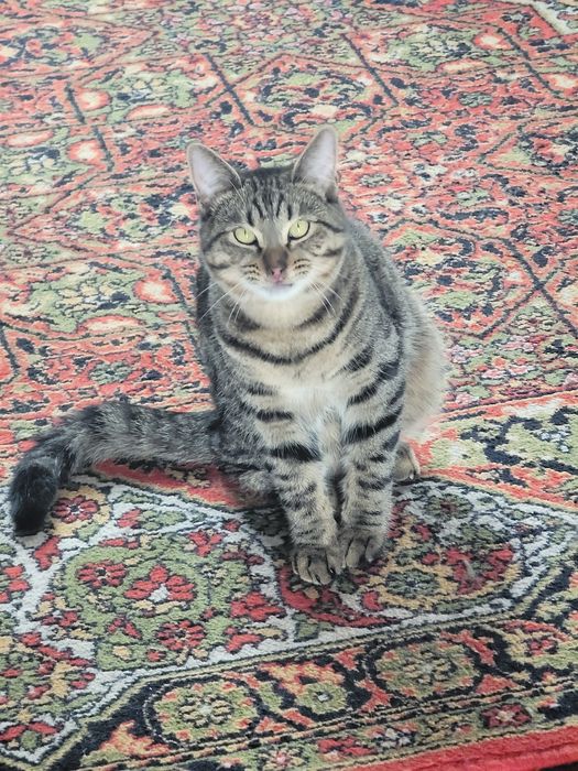 Мушук 6 ойлик угил бола