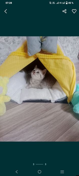 Шотландские котята