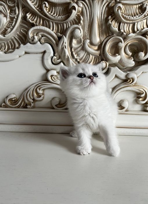 •Продается серебристая шиншила