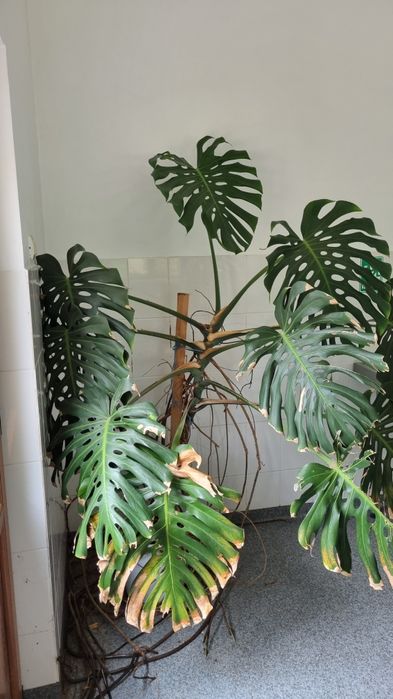 Monstera deliciosa
