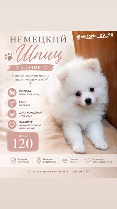 продается немецкий шпиц мальчик