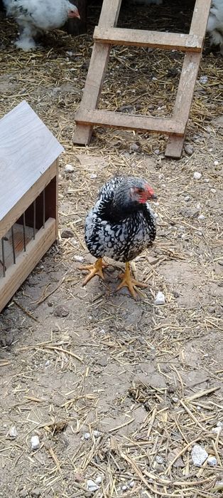 Pui Wyandotte si brahma
