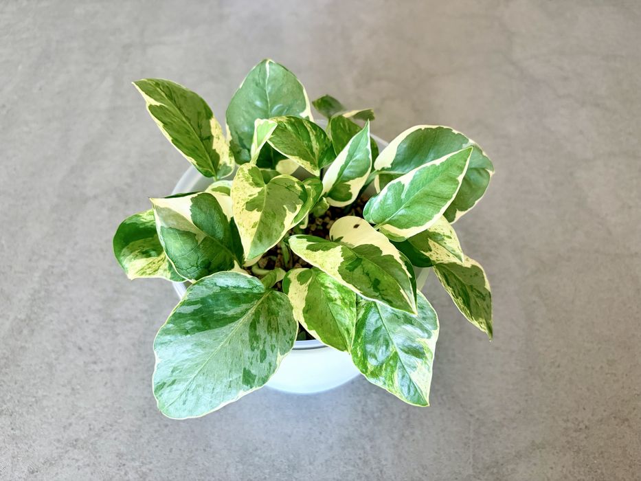 Plante Epipremnum in substrat Lechuza-pon