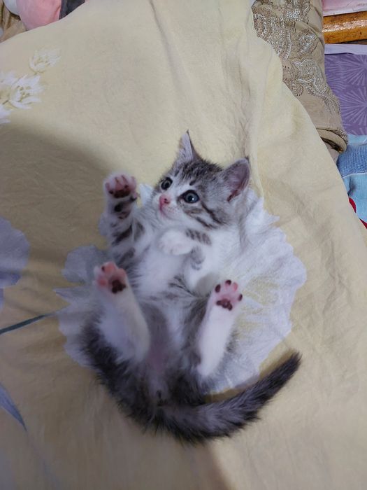 Котёнок девочка 1,5 месяца