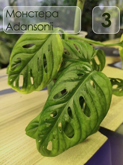 Монстера адансони Monstera adansonii