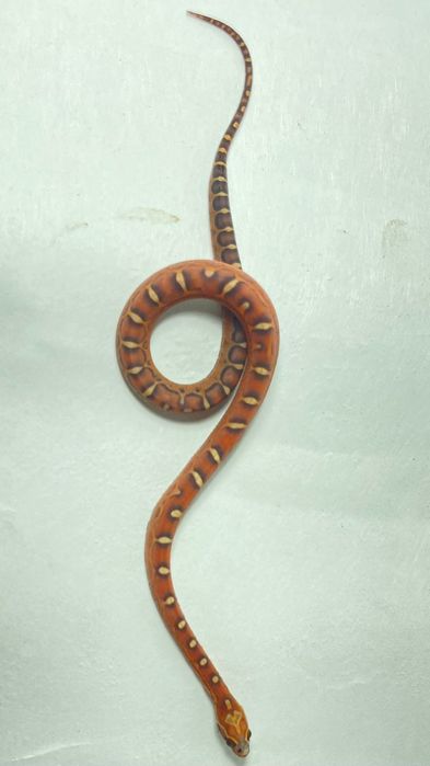 Маисовый полоз скалелис (змеи без чешуи)