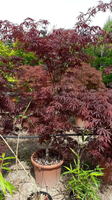 Artar japonez frunzis spectaculos livrare rapida in toata tara