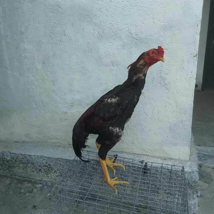 Корейц хинт июлски маталшик