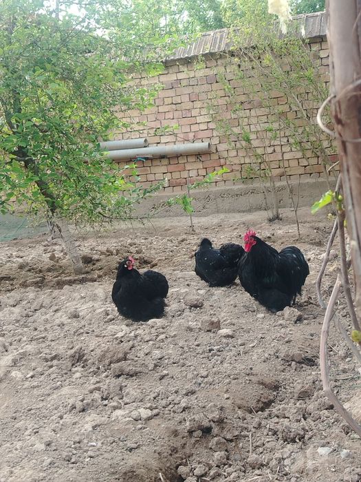 Yapon Choynak paroda tuxumlar