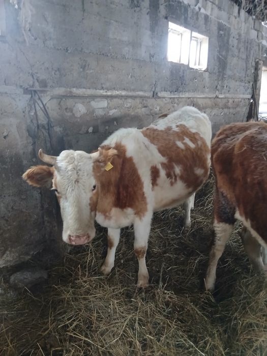 Продается коровы.