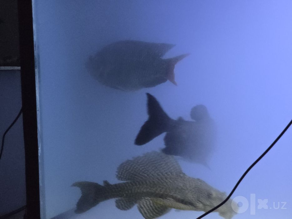 Akvariyum sotiladi  Bonusi bor!!!