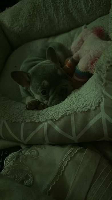 Френски булдог лилак тан