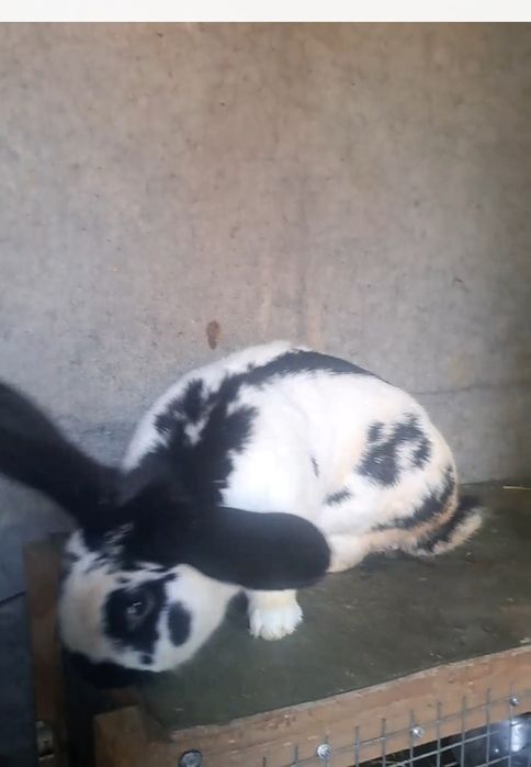 Страгаш қоян еркек