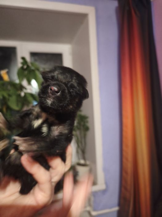 Отдам бесплатно Щенка