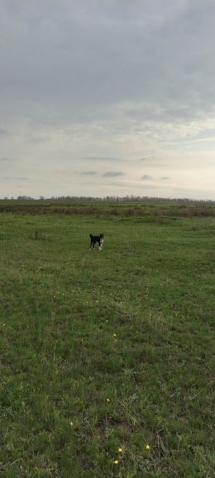 Продам лайку русско европейскую