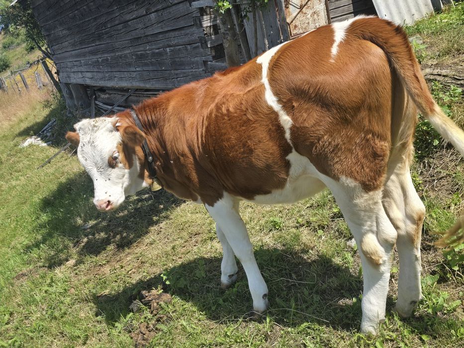 Vaca cu vitel si juninca