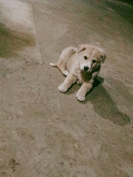 Чупон ити  угил бола