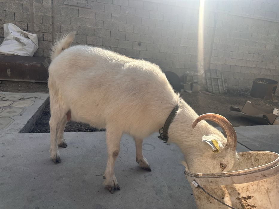 Саумалы ешки сатылады