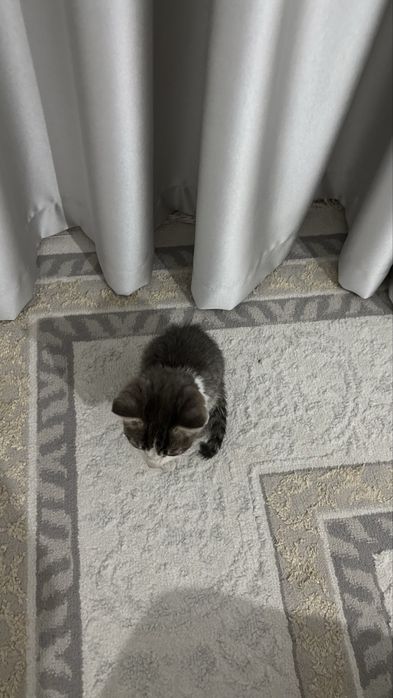 Мальчик котенок ищет дом срочно