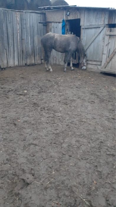 Продается лошадь в Теректинском райне