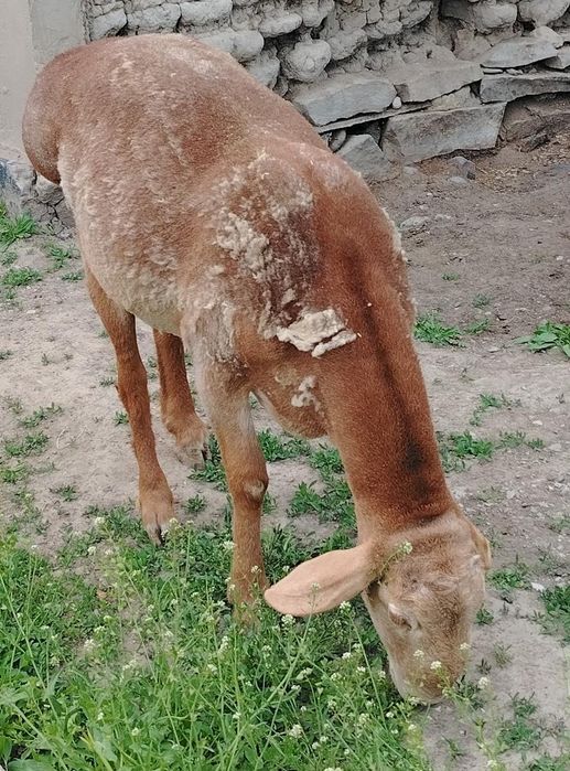 Продам Кошкар АРАШАН